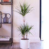 Dracaena Marginata
