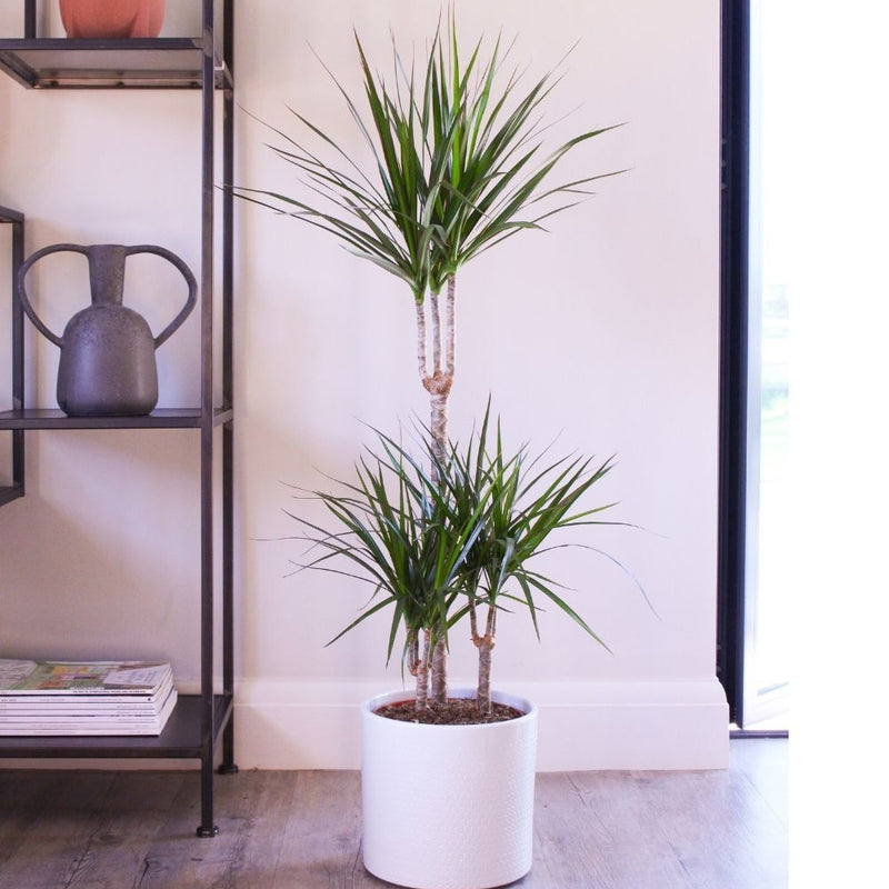 Dracaena Marginata