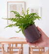 Mini Plant Starter Set