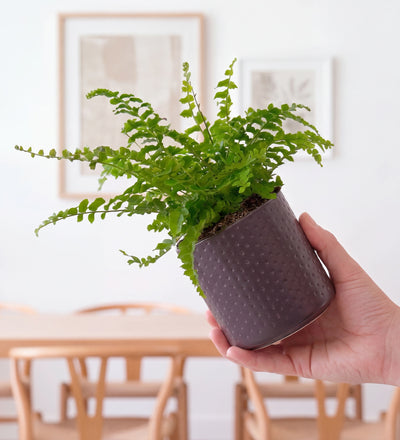 Mini Plant Starter Set