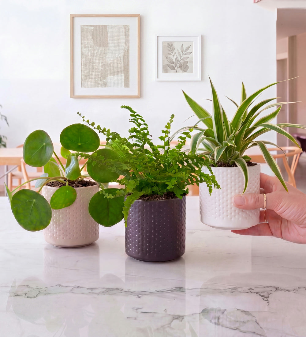 Mini Plant Starter Set