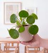 Mini Plant Starter Set