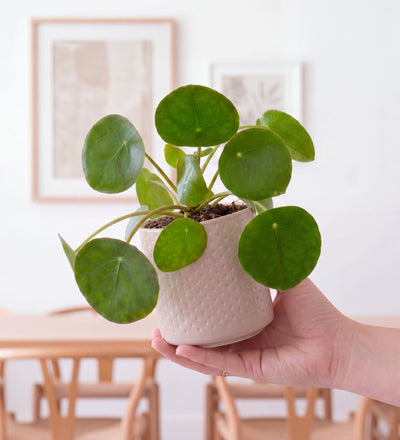 Mini Plant Starter Set