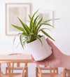 Mini Plant Starter Set