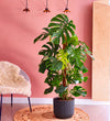Swiss Cheese Plant & Self-watering Pot