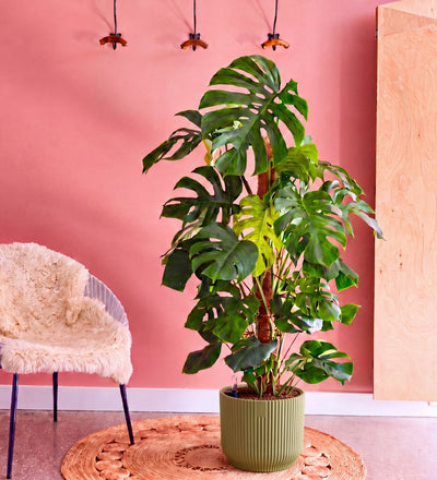 Swiss Cheese Plant & Self-watering Pot