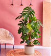 Swiss Cheese Plant & Self-watering Pot