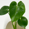 Mini Swiss Cheese Plant & Pot