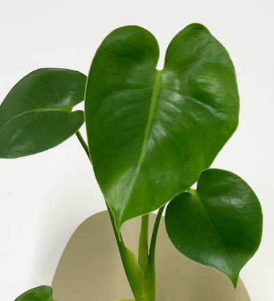 Mini Swiss Cheese Plant & Pot