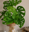Monstera adansonii in Glass