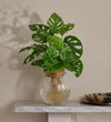 Monstera adansonii in Glass