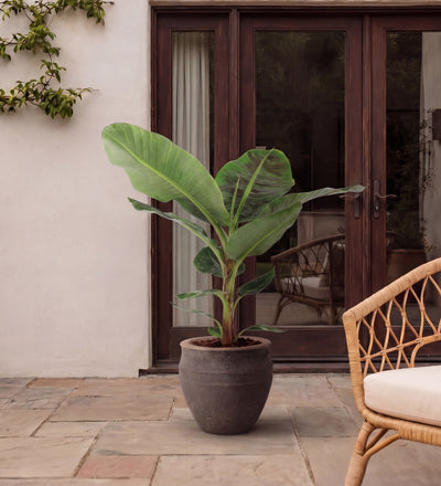 The Tropical Terrace
