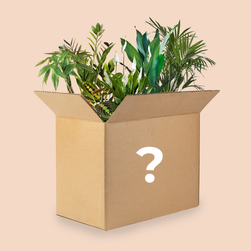 Mystery Plant