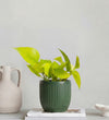 Neon Pothos & Pot