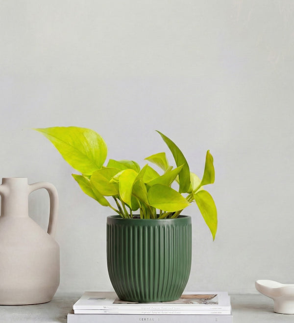 Neon Pothos & Pot