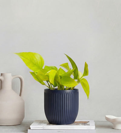 Neon Pothos & Pot