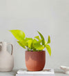 Neon Pothos & Pot