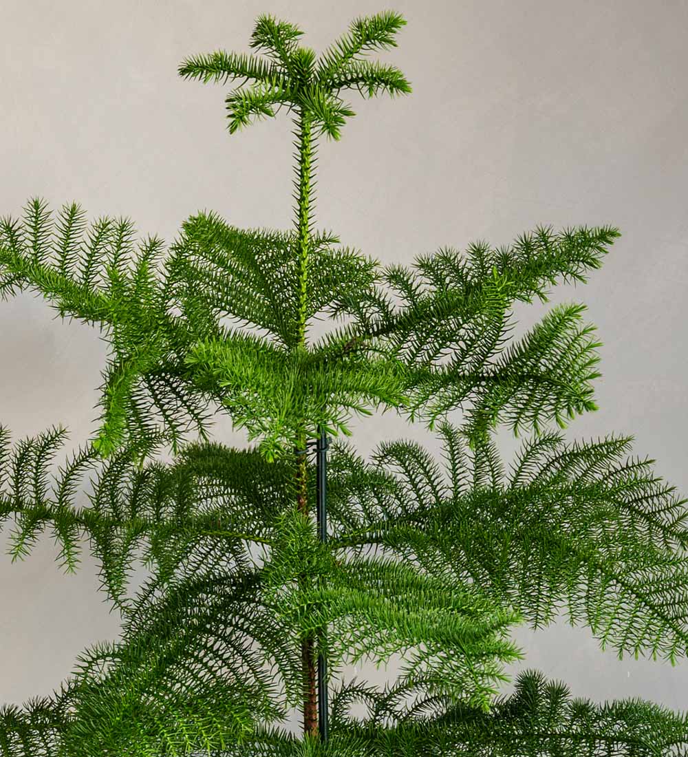 Norfolk Pine & Pot