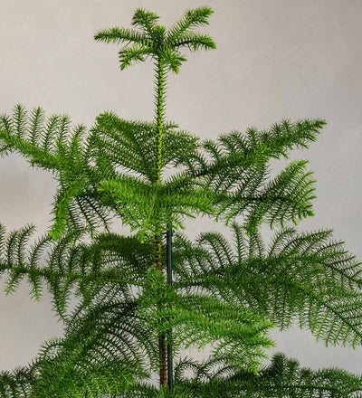 Norfolk Pine & Pot