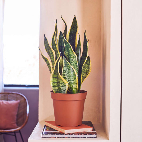 Grower's Pot