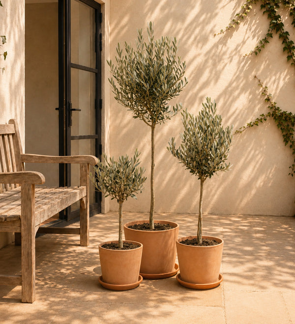 Sale - Outdoor Plants