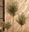 Olive Tree