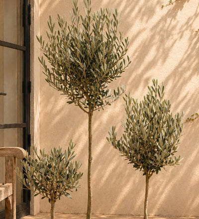 Olive Tree