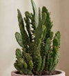 Black Spine Prickly Pear