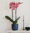 Coral Orchid & Pot