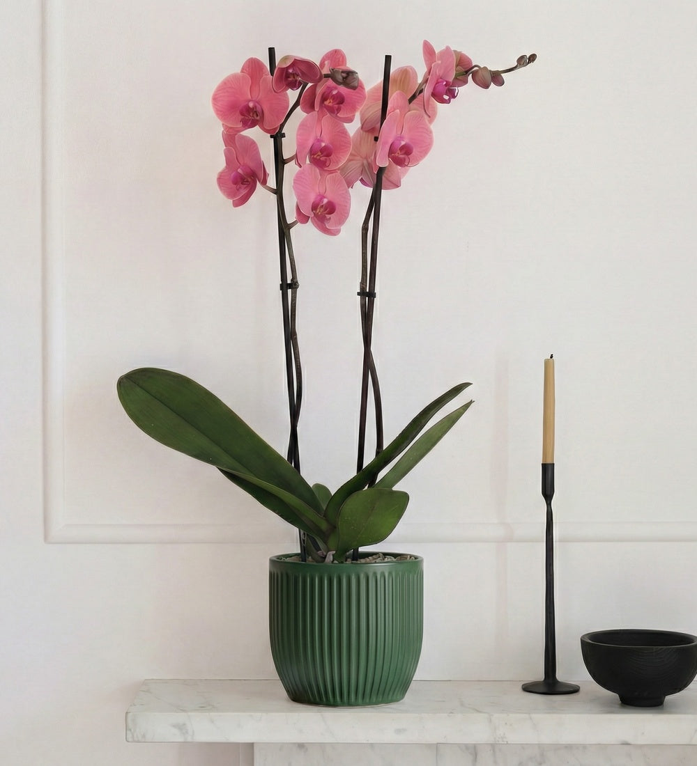 Coral Orchid & Pot