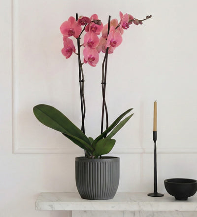 Coral Orchid & Pot