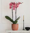 Coral Orchid & Pot