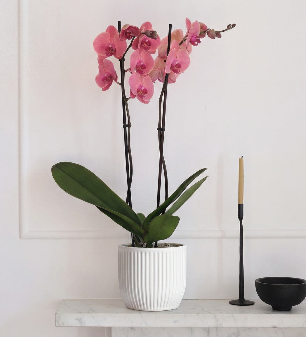 Coral Orchid & Pot