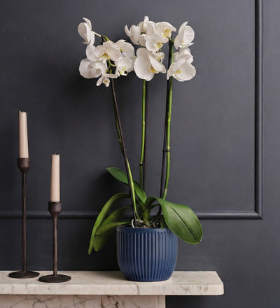 White Orchid & Pot