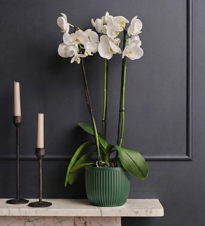 White Orchid & Pot