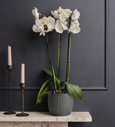 White Orchid & Pot