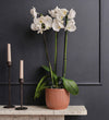 White Orchid & Pot
