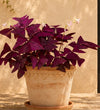 Oxalis Trio