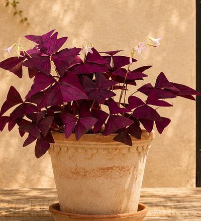 Oxalis Trio