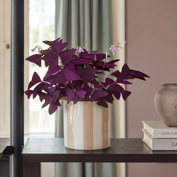 Beige Stripe Pot 14cm