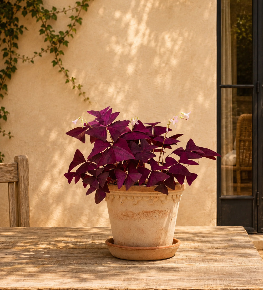 Oxalis