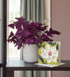 Oxalis Triangularis