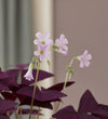 Oxalis Triangularis