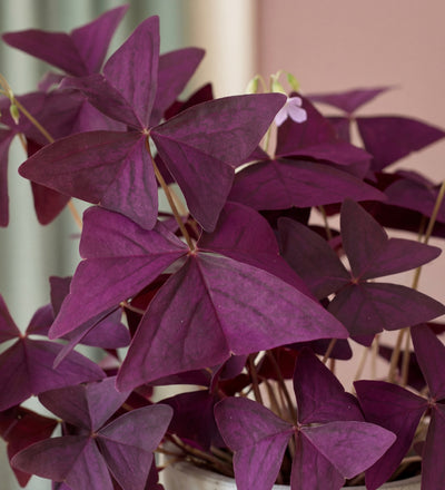 Oxalis Triangularis