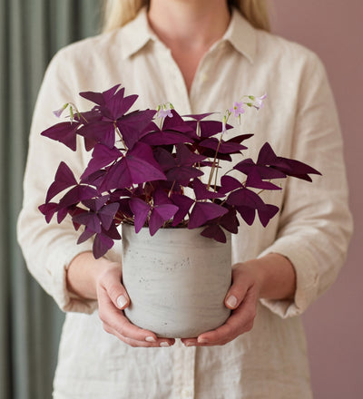 Oxalis Triangularis