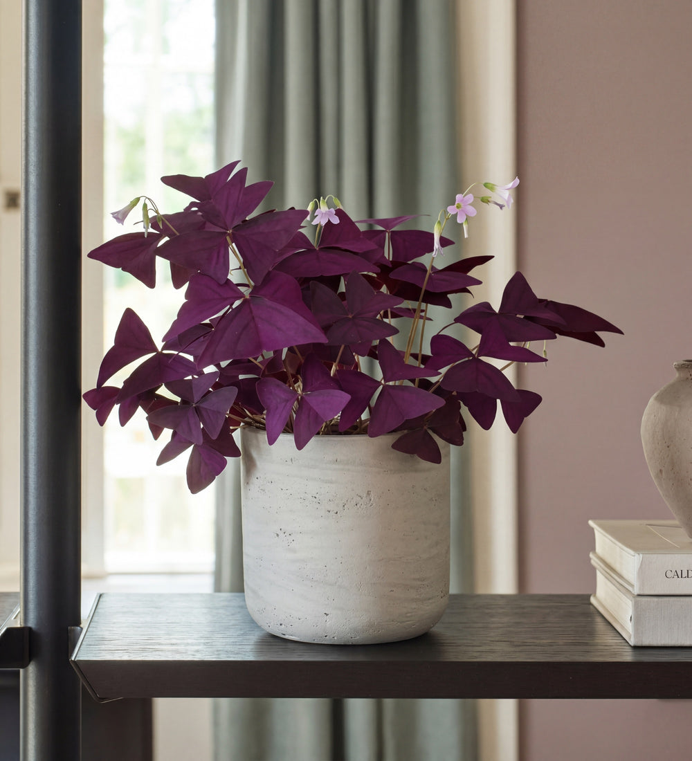 Oxalis Triangularis
