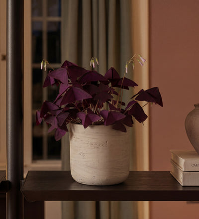 Oxalis Triangularis