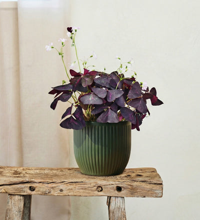 Oxalis & Pot