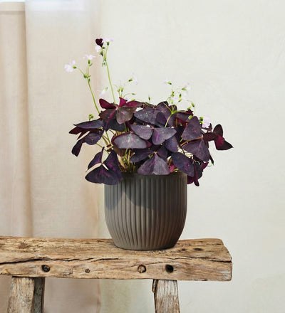 Oxalis Triangularis