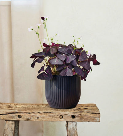 Oxalis & Pot